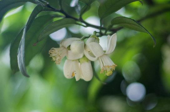 柚子花