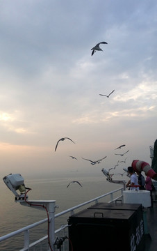 海鸥  海边