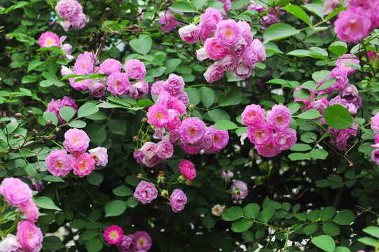 蔷薇   花卉墙  花草背景