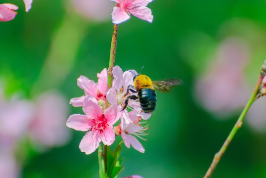 桃花