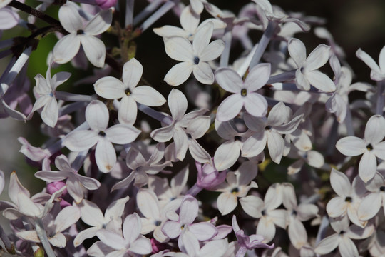 丁香花