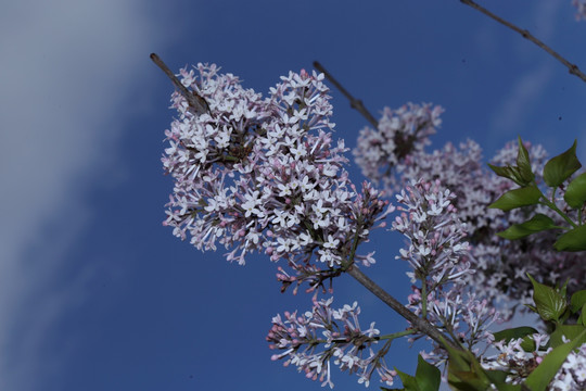 丁香花