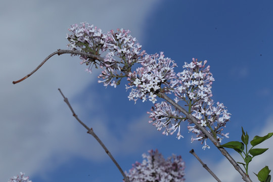 丁香花