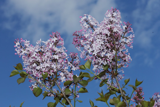 丁香花