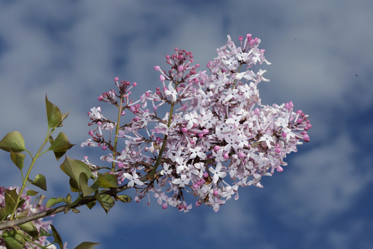 丁香花