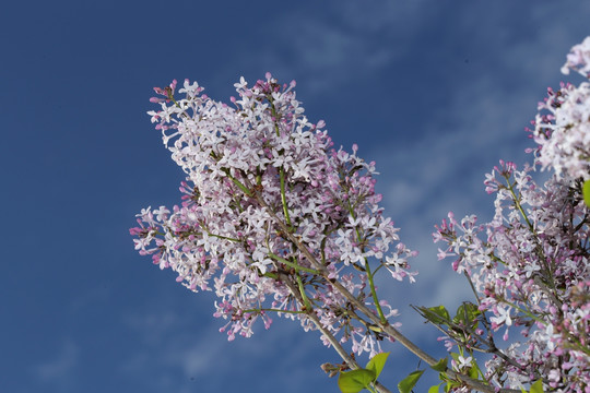 丁香花