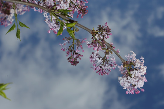 丁香花