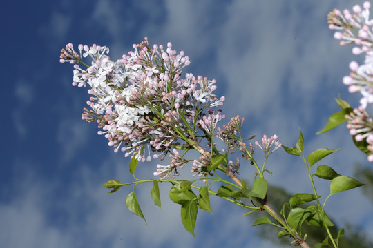 丁香花