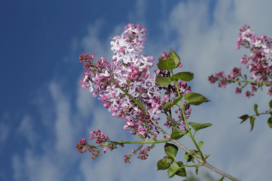 丁香花