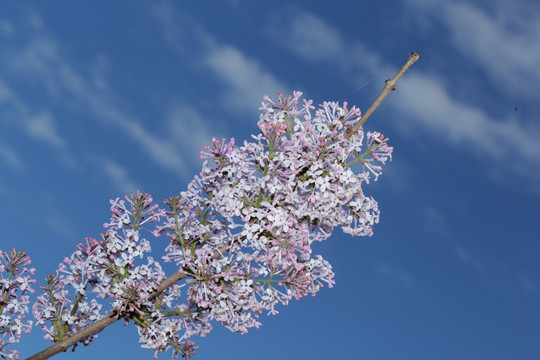 丁香花