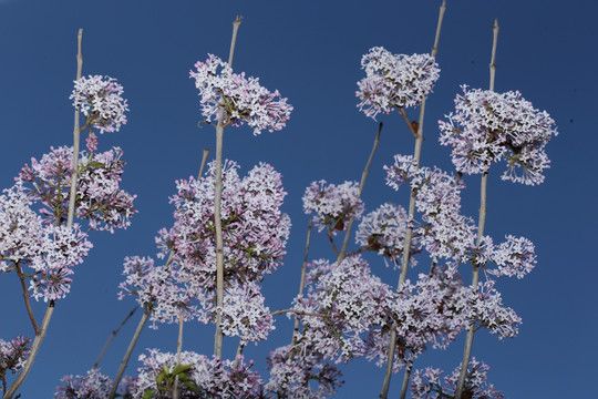 丁香花