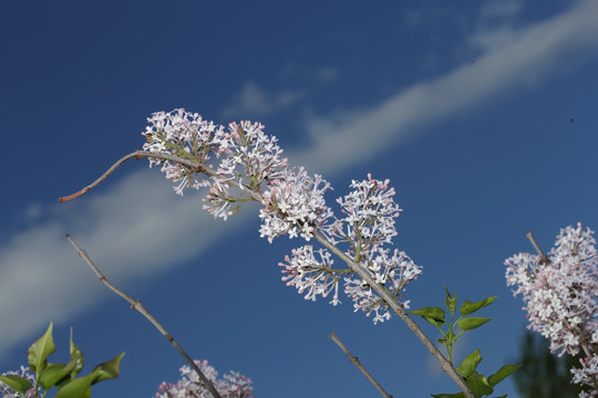 丁香花