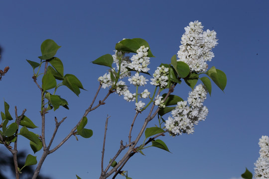 丁香花