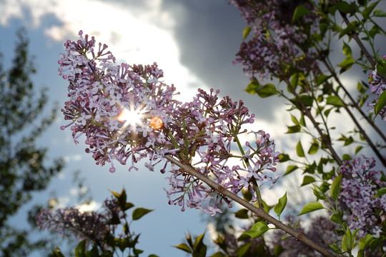 丁香花