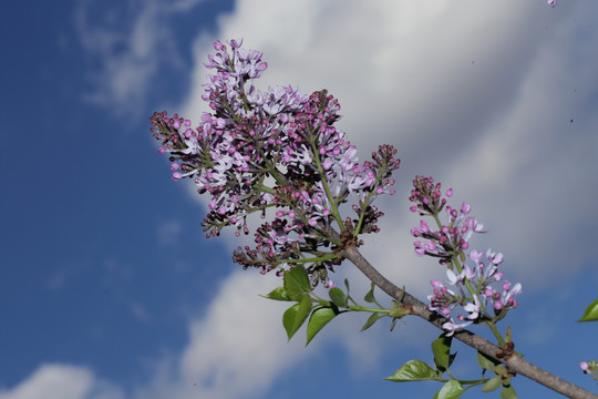 丁香花