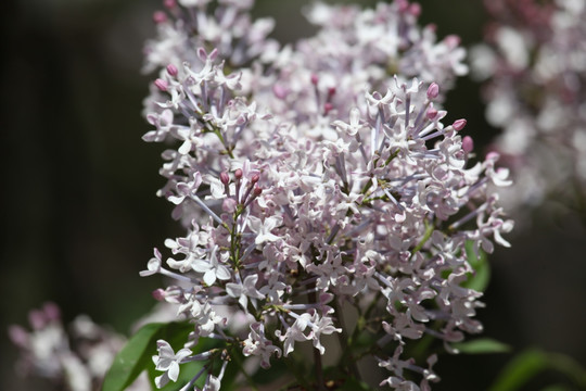 丁香花 紫色