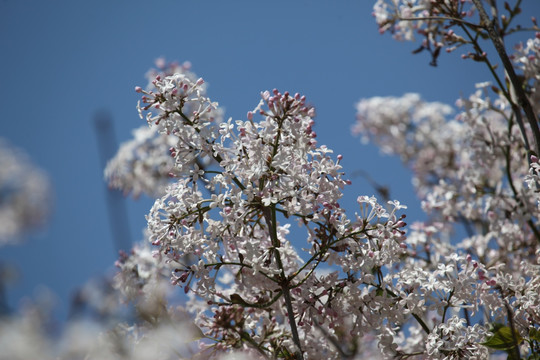 丁香花