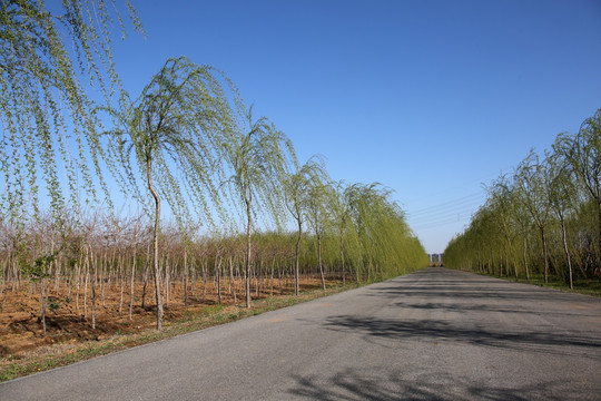 杨柳春风 阳光 蓝天