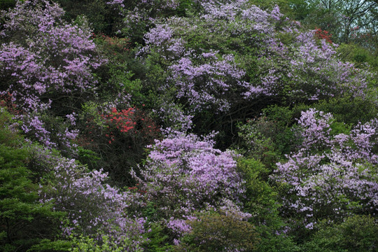 杜鹃花