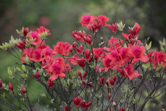 杜鹃花