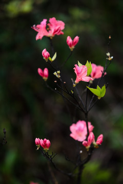 杜鹃花