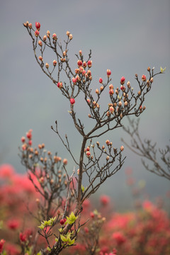 杜鹃花