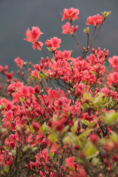 杜鹃花