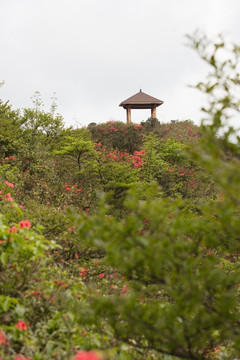 杜鹃花