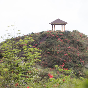 杜鹃花