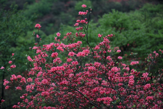 杜鹃花