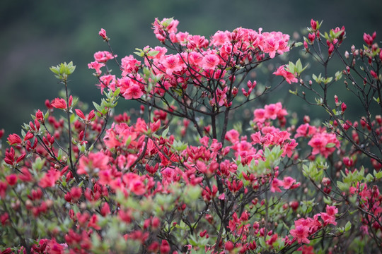 杜鹃花