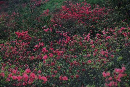 杜鹃花