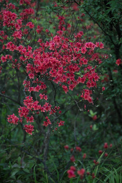 杜鹃花