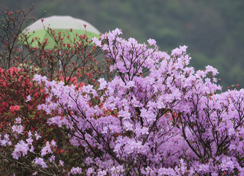 杜鹃花