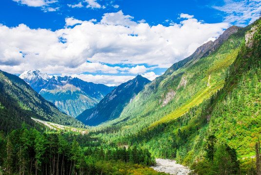 墨脱红豆杉 原始森林 高山