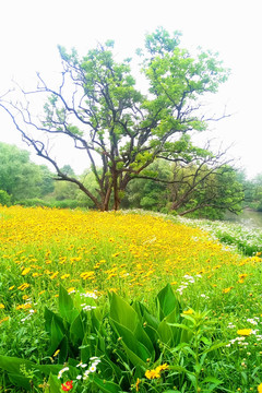 花丛绿树