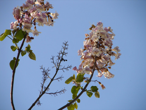 泡桐花