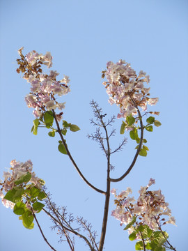 泡桐花