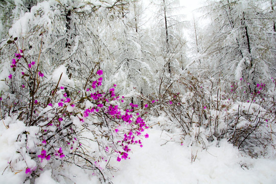 寒梅傲雪