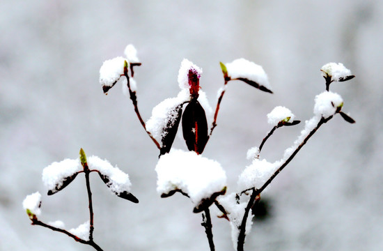 杜鹃花