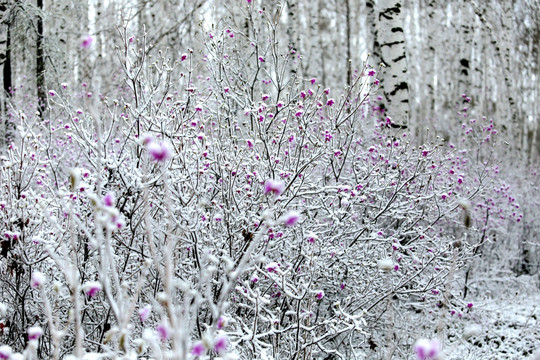 杜鹃花