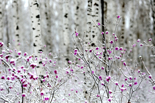 杜鹃花