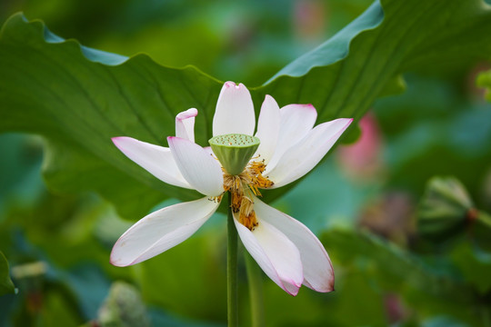 荷花