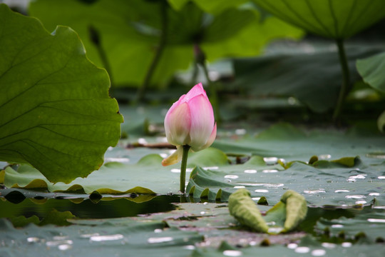 荷花