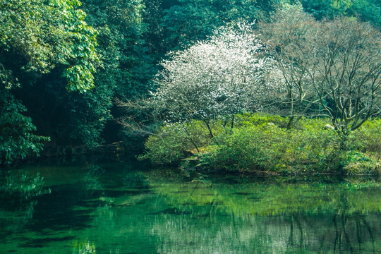 春色杨梅岭