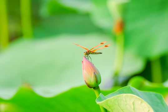 蜻蜓