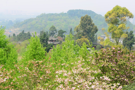 新津花舞人间 杜鹃长廊 远景