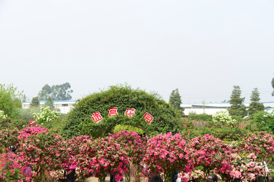 迷宫花园 花卉树篱迷宫