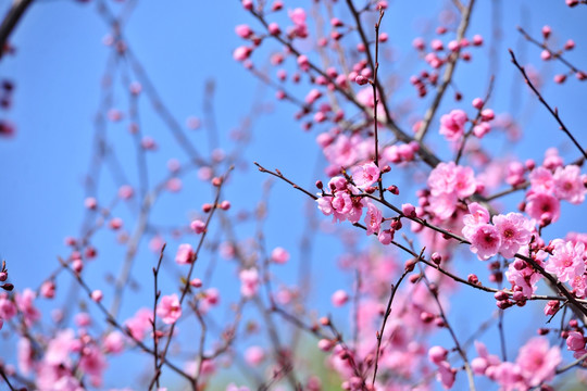 美女樱 樱花园