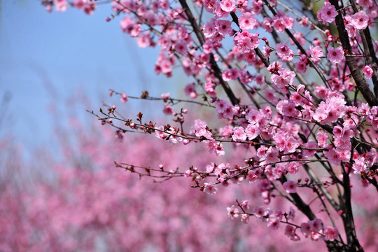 樱花园 浪漫樱花